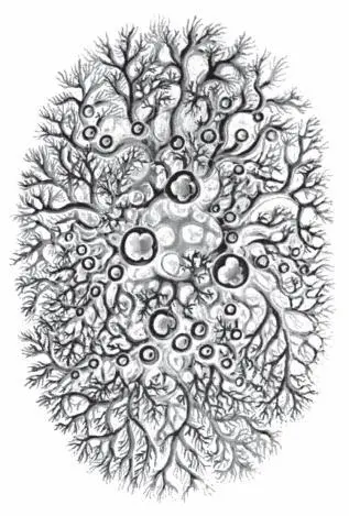 Lichen or Lambsheads new fingerprint He resided in a large house old and - фото 59
