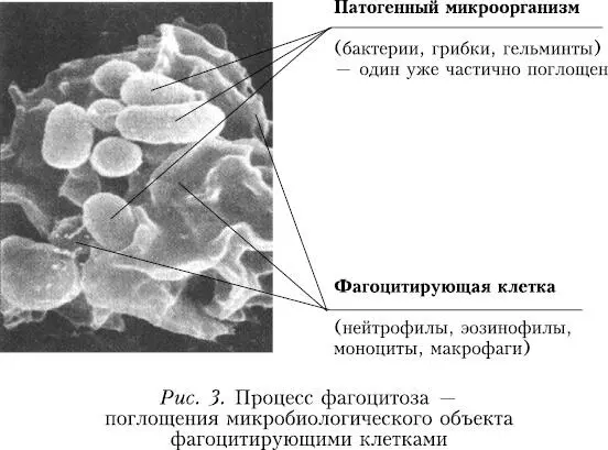 Иногда при ослабленном иммунитете или внедрении новой порции вирусов происходит - фото 40