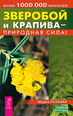 Мария Полевая Зверобой и крапива – природная сила! обложка книги