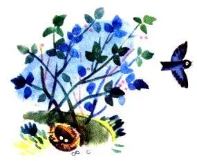 БЕЛКА С соседским мальчишкой Микуськой мы из лесу орехов принесли Да не - фото 7