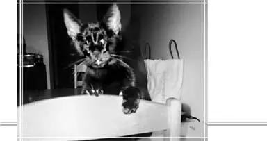 2 What Do You See in an Eyeless Cat You ought not to practice childish - фото 4