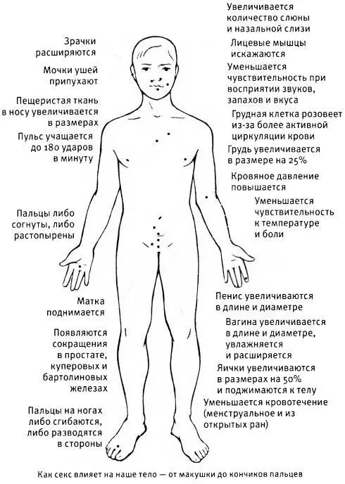 Пенис эрогенная зона 1 В одном из залов ресторана отеля Мариотт за - фото 15