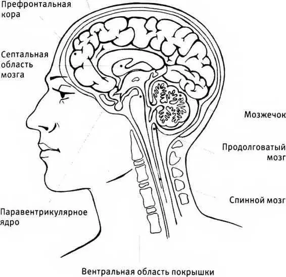 Области мозга активизирующиеся во время сексуального возбуждения Во время - фото 20