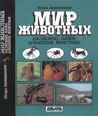 Игорь Акимушкин Мир животных: Насекомые. Пауки. Домашние животные обложка книги