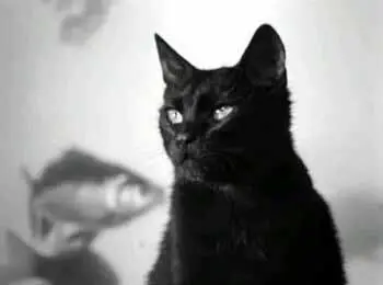 Черный кот тоже думает Шурик рискует дать полное напряжение Взрыв - фото 45