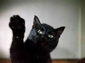 черный кот который машет нам лапой и звонко говорит человеческим - фото 688