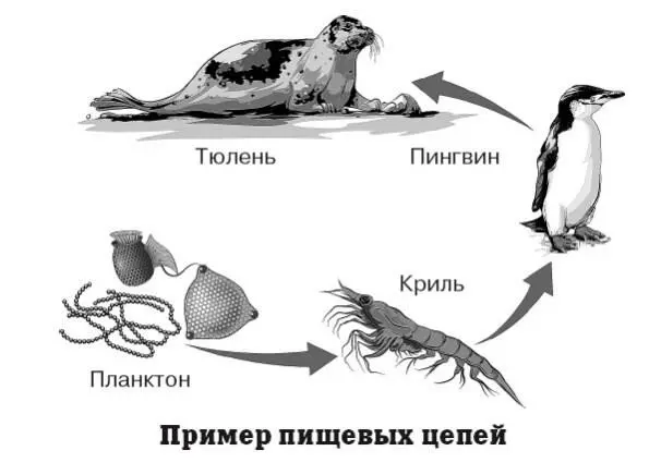 С биологическим круговоротом не следует путать пищевые цепи поскольку это - фото 106