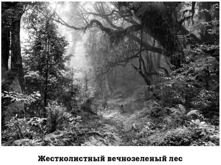 Для деревьев этой зоны характерны такие особенности как очень широкие кроны - фото 112