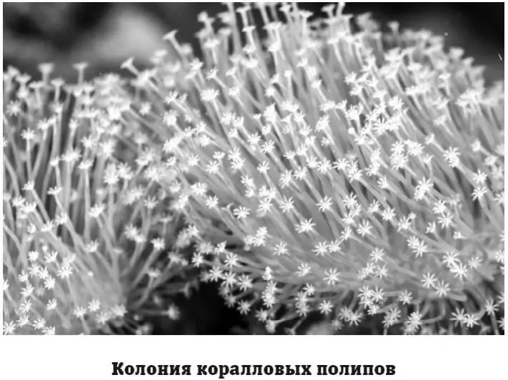 Коралловые полипы живут колониями В процессе жизнедеятельности полипы образуют - фото 71