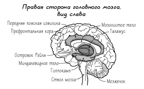 Ствол мозга и мозжечок образуют часть заднего мозга и регулируют основные - фото 9