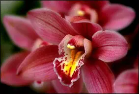 Фото 1 Орхидеи Амазонки Орхидеи словно бабочки а бабочки словно орхидеи - фото 2