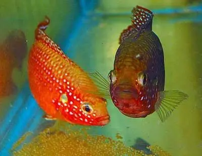 Фото 3 Хромисы с сайта aquariumokru К их немалому удивлению было - фото 4