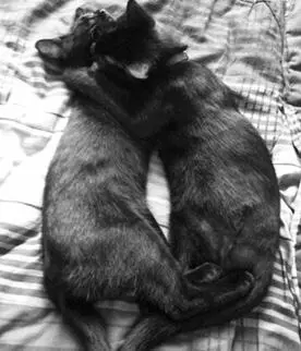WHEN FANNY AND Clayton came to us it had been fifteen years since Id lived - фото 20