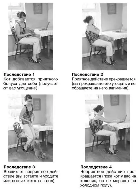 Хотя кошки очень многому учатся у хозяев они также перенимают знания и у - фото 4