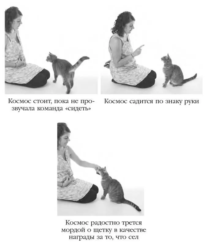 Знание того как обучаются кошки заложит у читателя прочную основу для - фото 6