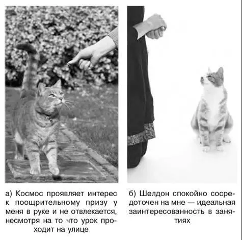 Как сохранить интерес кота к будущим занятиям Отметьте какие условия - фото 8