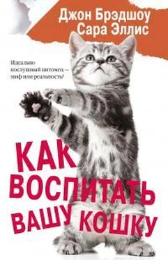 Сара Эллис Как воспитать вашу кошку обложка книги