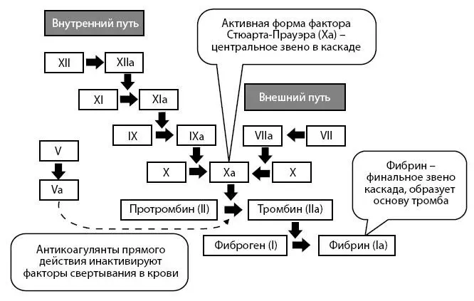 Рисунок 21 Физиологический каскад свертывания крови Рисунок 22 Виды - фото 33