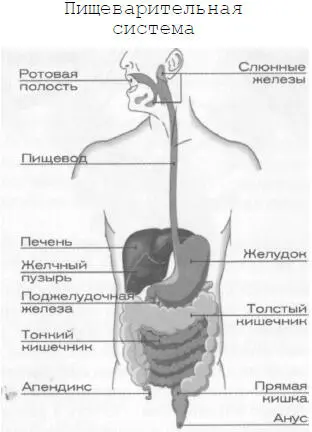 Пищеварение начинается с того момента когда пища оказывается у нас во рту - фото 3