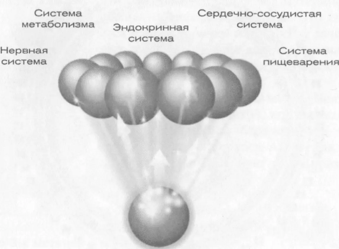 Иммунная система Иммунная система связана со всеми системами и участвует во - фото 23