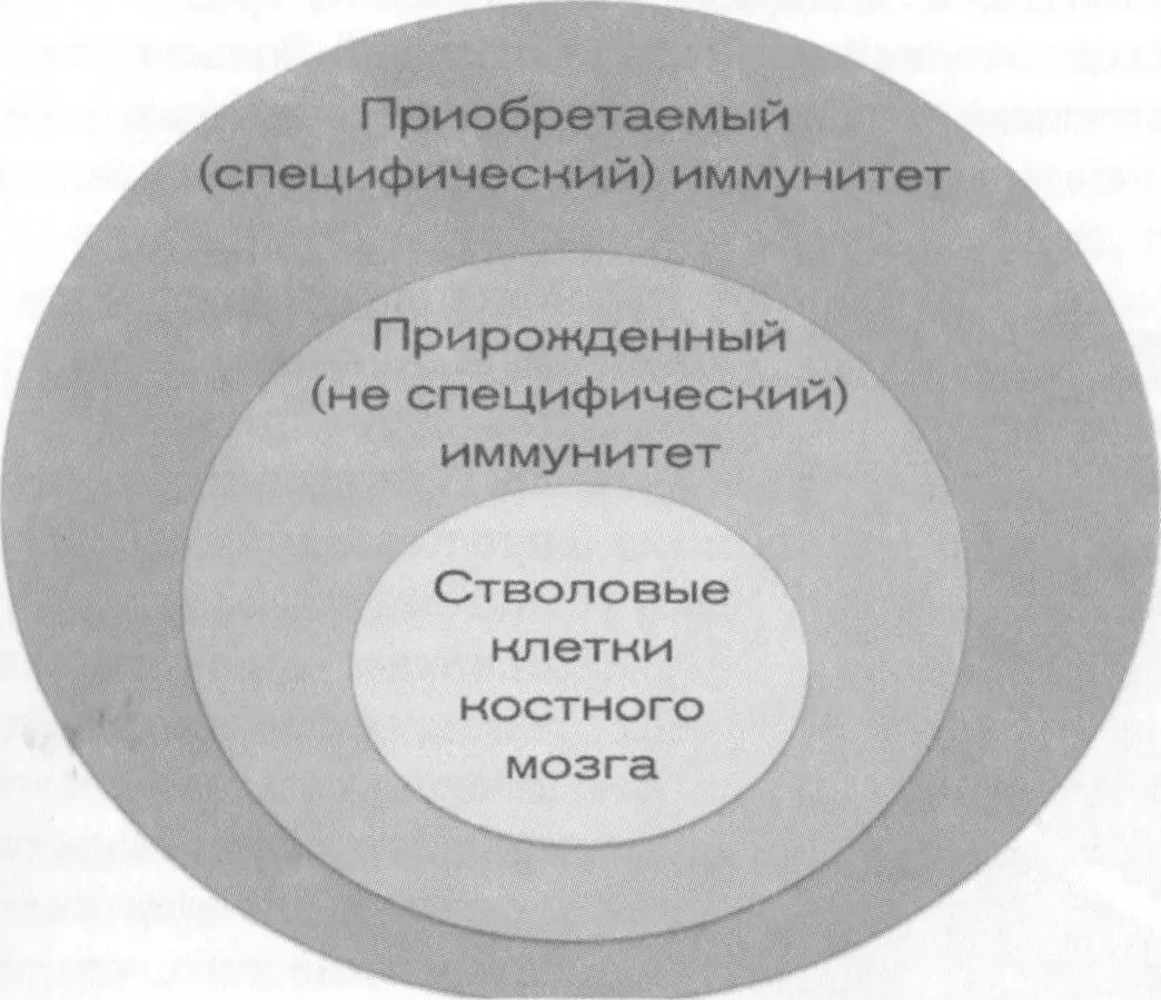 Итак первое все клетки рождаются из костного мозга но поскольку нас сейчас - фото 26