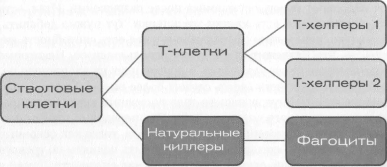 На рисунке вы видите три группы На самом деле таких групп гораздо больше но - фото 30