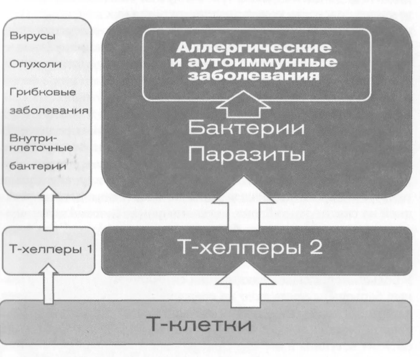 Одна из причин это недостаток нужного материала для построения лимфоцитов - фото 32