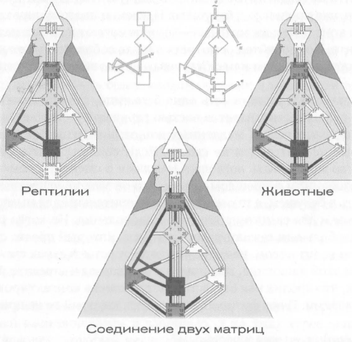 И еще иногда мы используем животных для исцеления Это происходит например - фото 50