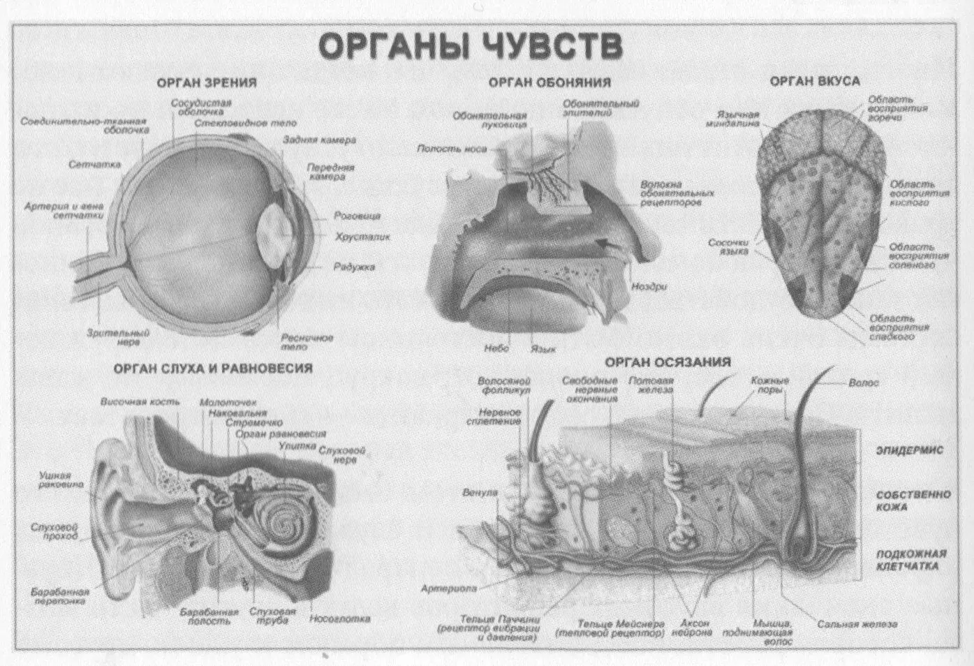 Для тела это имеет невероятное значение поскольку правильная для него - фото 59