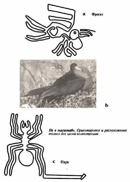 Рис 66 а Рисунок фрегата на плато Наска b Самец птицы фрегата раздувает - фото 69