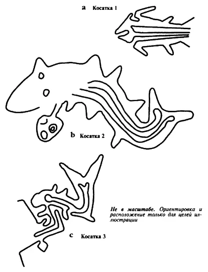 Рис 67 а Рисунок косатки с внутренностями b Рисунок косатки рожающей - фото 70