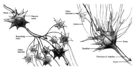 Figure 11 Each neuron has a cell body and tens of thousands of tiny branches - фото 1