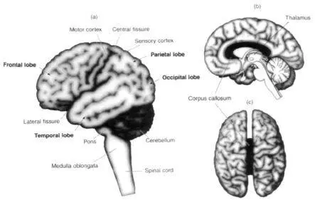 Figure 12 Gross anatomy of the human brain a Shows the left side of the - фото 2