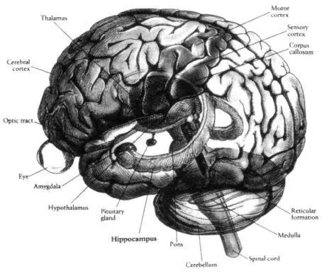 Figure 13 Artists rendering of a brain with the outer convoluted cortex - фото 3