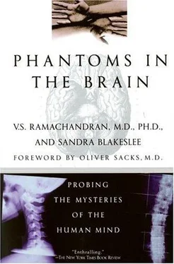 Вилейанур Рамачандран Phantoms in the Brain обложка книги