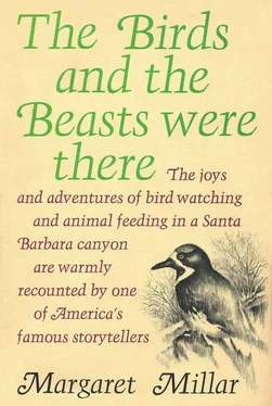 Маргарет Миллар The Birds and the Beasts Were There обложка книги