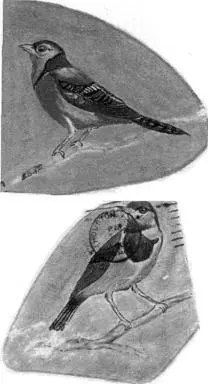 Bills bird drawings Bills bird drawings in color theyre bright blue - фото 34
