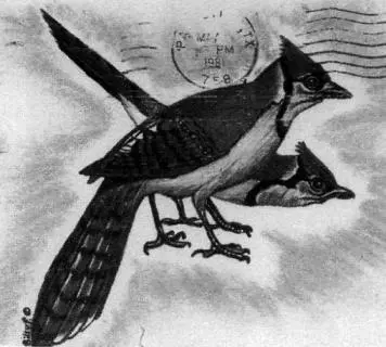 Bills bird drawings in color theyre bright blue Theyre the template for - фото 35