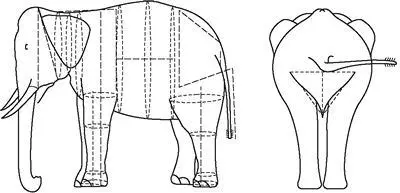 Геометрическое членение слона пунктирные линии иллюстрируют проведенные замеры - фото 6