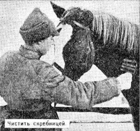 Нельзя Скребницей чистить лошадь не следует Скребница должна служить только - фото 6