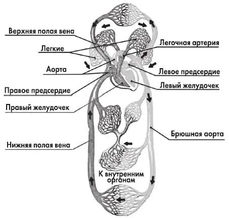 Рис 29 Схема строения периферической кровеносной системы Сосуды сужаются - фото 49