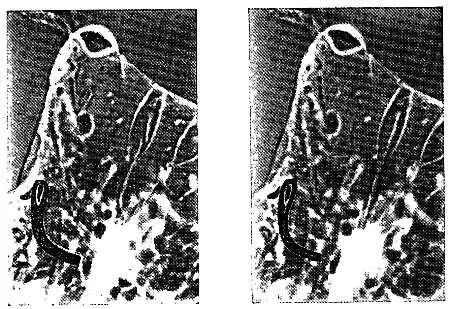 Рис 3 5 Задняя линза Gopilia и прикрепленный к ней фоторецептор изображен - фото 18