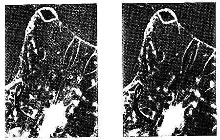 Рис 3 5 Задняя линза Gopilia и прикрепленный к ней фоторецептор изображен - фото 19