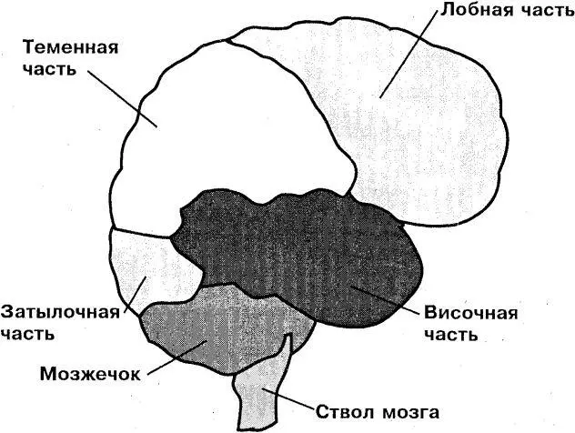Рисунок 1 Поражения лобных долей мозга ведут к нарушению произвольной - фото 1