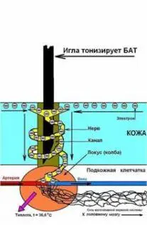 a b Рисунок 2 2 Механизм тонизации и седатации точки акупунктуры БАТ Если - фото 5