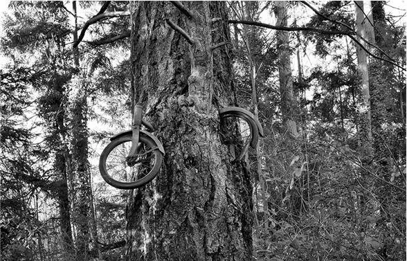 Рис 3Велосипед на дереве У правды полуправды и неправды в форме слухов - фото 3
