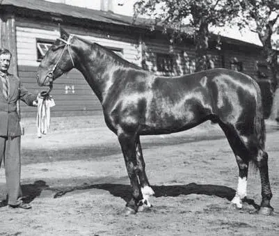 Вальс 205⅞ трех лет Бубенчик Вылазка р 1935 г Дубровского зав - фото 222