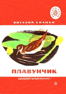 Виталий Бианки Плавунчик обложка книги