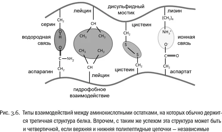 Наконец четвертичная структура возникает в том случае если функциональный - фото 19