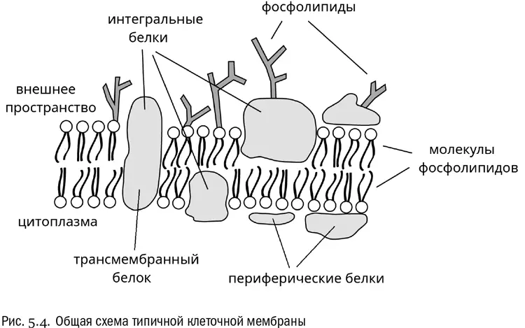 Более того в конце XX века выяснилось что специальные переносчики через - фото 28